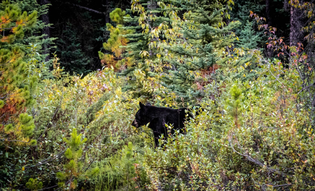 avoid dangerous animals while camping
