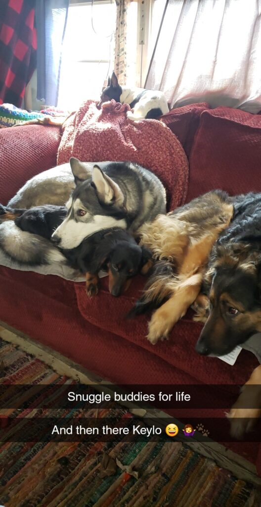 Smokey, Studley, Jinx and Keylo - april baird